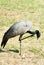 Demoiselle Crane bird