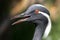 Demoiselle Crane Bird Blinking