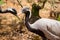 Demoiselle Crane Bird Close up Stock Image. Wildlife and Birds Photography