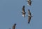 Demoiselle crane bird flying in sky