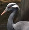 demoiselle crane bird(Grus virgo)