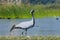 Demoiselle crane bird standing in river water. Grus virgo. Anthropoides virgo.