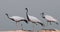 Demoiselle crane birds migrate to Rajasthan, India