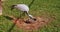 Demoiselle crane eats food. A beautiful gray demoiselle crane walks freely on the grass in the rays of the sun. Elegant
