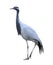 Demoiselle crane full length isolated on white background. Wild water birds
