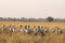 Demoiselle crane or Grus virgo in a group or flock with a pattern in open grassland or grass field at landscape of Tal Chhapar