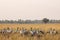 Demoiselle crane or Grus virgo in a group or flock with a pattern in open grassland or grass field at landscape of Tal Chhapar