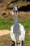 The demoiselle crane Grus virgo, portrait with colorful background.Small crane with red eye and white feathers around head