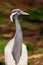 Demoiselle crane Grus virgo, portrait with colorful background.Small crane with red eye and white feathers around head