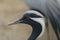 Demoiselle crane head