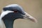 Demoiselle crane head side view