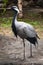 The demoiselle crane, lat. Anthropoides virgo or Grus virgo in zoo