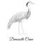 Demoiselle crane outline. Vector coloring