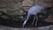 Demoiselle crane walks on a pond and looks for food