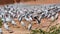 Demoisille cranes at water hole in India