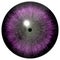 Demon purple eye halloween with black pupil and white background, gray circle