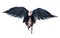 Demon Wings, Black Wing Plumage with Clipping Path.