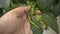 Demonstrating a pair of medium size green chili from indoor garden\'s plant in Dhaka, Bangladesh