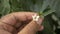 Demonstrating A white small flower of Green Chili Plant at indoor garden in Dhaka, Bangladesh