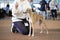 Demonstration at the dog show of the breed Whippet