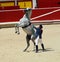 Demonstration of taming horse in the bullring of P