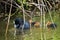 Den Helder, the Netherlands. May 3, 2021. Young coots being fed on the nest by mother coot.