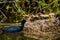 Den Helder, the Netherlands. May 3, 2021. Young coots being fed on the nest by mother coot.