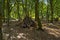 A den made form fallen branches in a clearing in Sherwood Forest