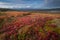 Denali in early morning in Fall color near wonderlake, Denali NP, Alaska, U.S.A