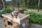 Denali National Park has its own sled dog kennels. A husky sits on top of his dog house