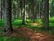 Dence spruce forest in the Vysocina region in Czechia