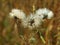 Dendelion with soft background