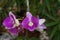 Dendobrium genus of orchids