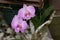 Dendobriumis genus of orchids