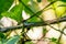 Dendrelaphis formosus snake in the forest at Mulu national park. Elegant bronzeback