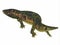 Dendrerpeton Amphibian Tail