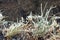 Dendrite crystals formed on the icy surface of forest lake. Close-up,  beautiful natural phenomenon