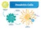 Dendritic cells vector illustration. Anatomical labeled closeup scheme with progenitor, immature, nucleus, antigen and receptor.