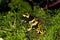 DENDROBATE JAUNE ET NOIR dendrobates leucomelas