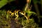 DENDROBATE JAUNE ET NOIR dendrobates leucomelas