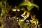 DENDROBATE JAUNE ET NOIR dendrobates leucomelas