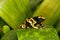 DENDROBATE JAUNE ET NOIR dendrobates leucomelas