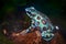 Dendrobates auratus