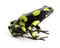 Dendrobates auratus