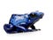 Dendrobates azureus