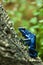 Dendrobates azureus - blue dart poison frog