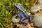 Dendrobates Azureus Poison Dart frog walking on moss