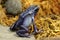 Dendrobates Azureus Poison Dart frog walking on moss