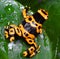 Dendrobates leucomelas