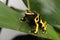 Dendrobates Leucomelas Bumble Bee Poison Dart frog